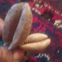 صدف|ماهی|عنبرآباد, |دیوار