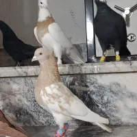 زرد کرمونی نر درشت سالم