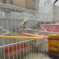 عروس هلندی سیامون نر