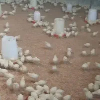 جوجه مرغ