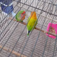پرنده