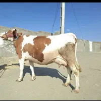 حیوانت مزرعه