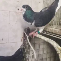 دو عدد نر|پرنده|خرمشهر, |دیوار