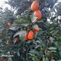 پرتقال خونی موزی  و خونی معمولی