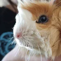 مجموعه ک ا ن ف ی ن گ