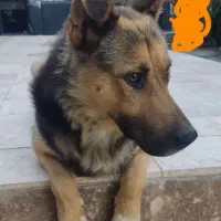 واگذاری سگ باهوش و مهربان