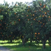 فروش زمین ۳۰۰ متری نظرآباد