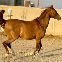 فروش اسب مادیان دره شوری