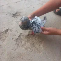 کبوتر