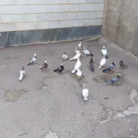 کبوتر یزد
