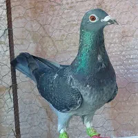 کبوتر چاپی المانی ماده