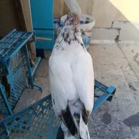 جوجه کفتر تازه دون خور شده سلامت
