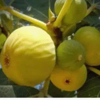 انجیر سفید عسلی