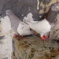 کبوتر کله ای سینه ای دمبی