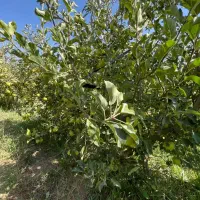زمین|فروش زمین و ملک کلنگی|تهران, هاشمآباد|دیوار