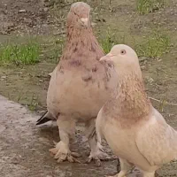 کبوتر جهت نسل سازی