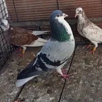 کبوتر ساده