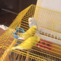 مرغ عشق گریدبالا