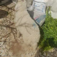 ۳تابره ۲تانریک ماده