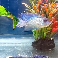 ماهی ردلاین گوارامی شارک و ...