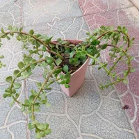 گل طبیعی