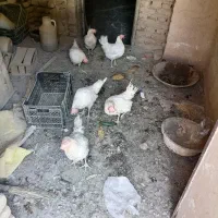 مرغ سفید