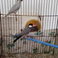 فنچ نرگسی معاوضه با قناری