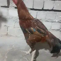 مرغ خروس نسل دار حراج