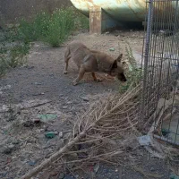 سگ پاکوتاه ماده