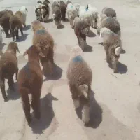 بر نروماده حراج کردیم با قیمت مناسب