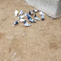 کفتر