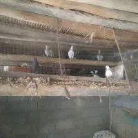 معاوضه کبوتر  با اوردک
