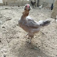 مرغ|حیوانات مزرعه|فارسان, |دیوار