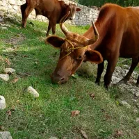 فروش گاو به همراه گوساله نر (امل)