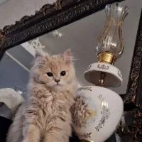 گربه گمشده