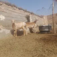 بره ماده