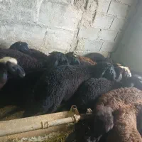 بره ۲۰عددنروماده قزل افشار