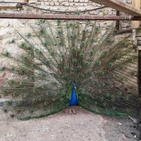 طاووس