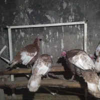 دو عدد بوقلمون بوربون تخم گذار دو ساله مادر