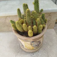کاکتوس
