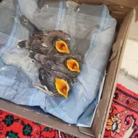مینا. جوجه مینا افغان