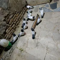 کبوتر کله دم سبز