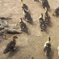 جوجه اردک اسراییلی ۱۸  روزه
