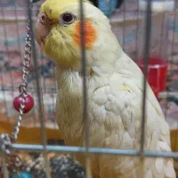گمشده محدوده تکاوران دلاوران مژدگانی بیست میلیون