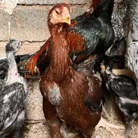 مرغ لاری تخم گذار