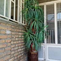درخت مصنوعی نخل