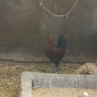 خورس محلی جوان