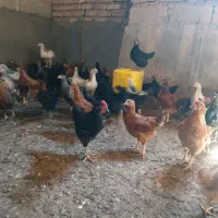 جوجه چهار ماهه گلپایگان