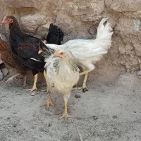 مرغ خروس