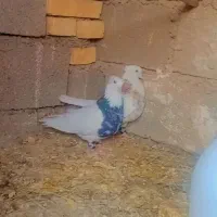 کفتر توقی